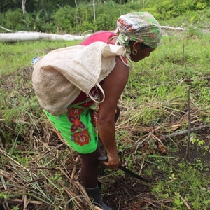 Planting seedlings
