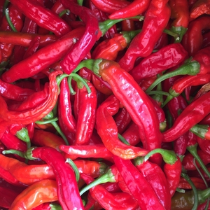 Chili Peppers at the Youth Farm