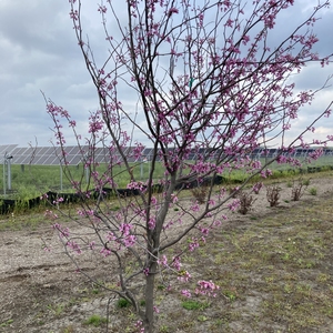 Solar Farm 2.0 as seen through landscape buffer